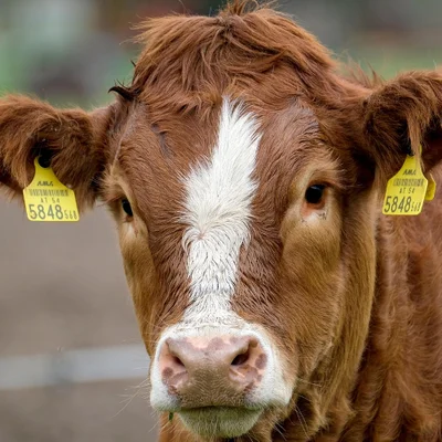 Free-ranging Angus/Tuli cattle on open Garden Route veld