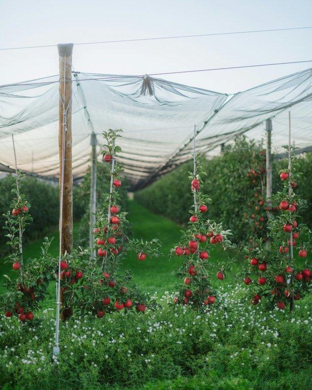 An organic apple orchard under protective netting