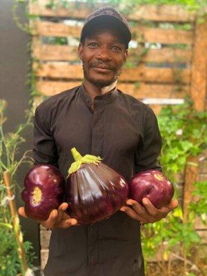 A Floreer producer holding freshly harvested aubergines